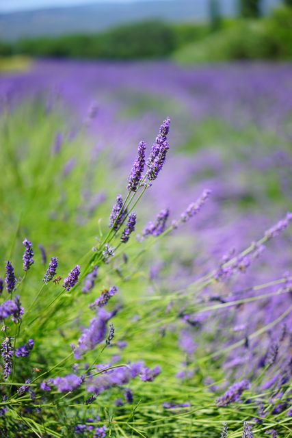 Blooming Lavender Fields with Focus on Purple Flowers - Download Free Stock Photos Pikwizard.com