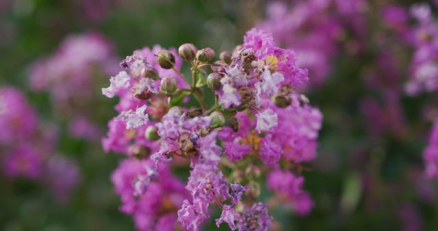Image of close up of purple flowers blooming in garden - Download Free Stock Photos Pikwizard.com