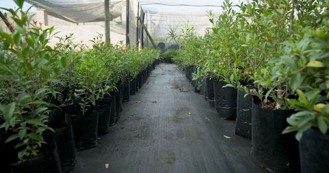 Young Shrubs in Grow Bags Inside Greenhouse Pathway