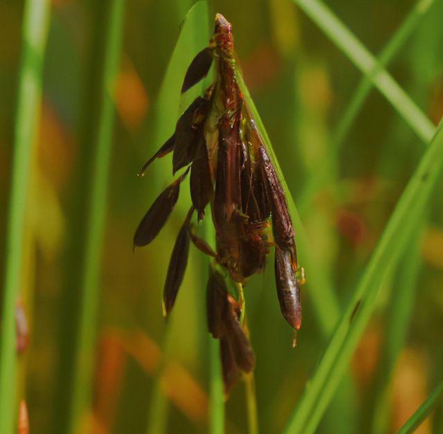 Image of close up of multiple grains of wild rice over green grass blades in background. Food and wholesome ingredients concept.
