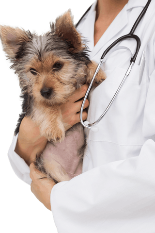 vet holding adorable yorkshire terrier puppy with stethoscope, transparent background - Download Free Stock Videos Pikwizard.com