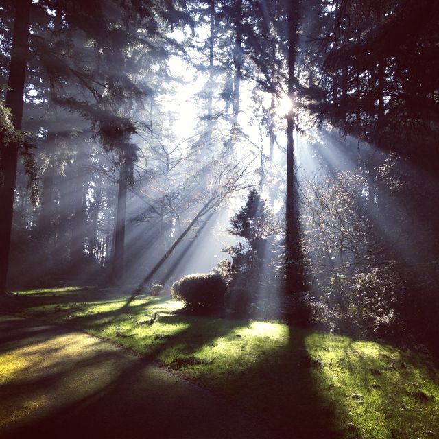 Sun Rays Breaking Through Forest Canopy with Dramatic Shadows - Download Free Stock Photos Pikwizard.com