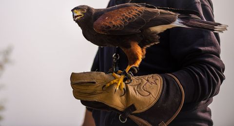 Falconer holding harris's hawk perched stunning glove