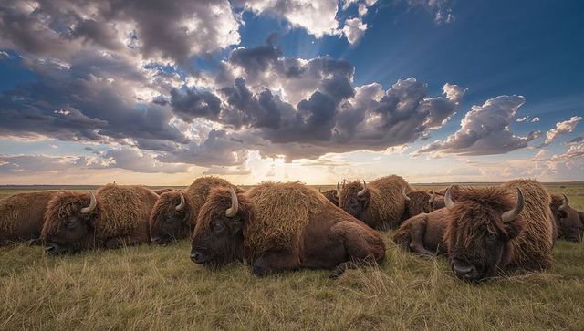 Herd of american bison resting on open prairie under dramatic sunrise clouds and sun rays