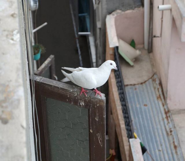 Bird perching on retaining wall - Download Free Stock Photos Pikwizard.com