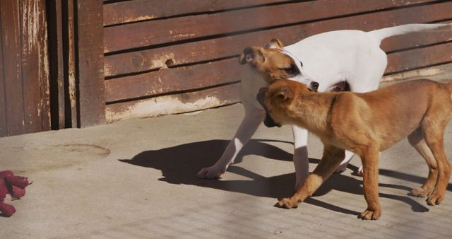 Two dogs outside near a wooden fence playfully interacting on a sunny day. Perfect for illustrating themes of pet companionship, outdoor fun, or animal behavior. Suitable for pet care articles, blog posts about dog training, or advertisements for pet products.