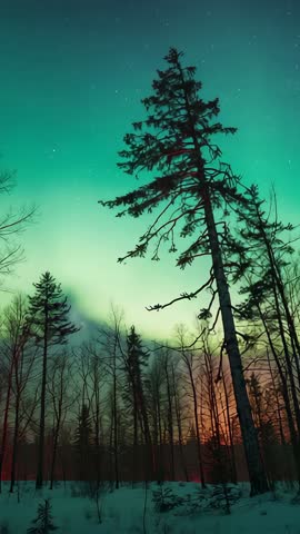 Vertical Video Showing Northern Lights Glowing Over Snowy Forest at Dusk