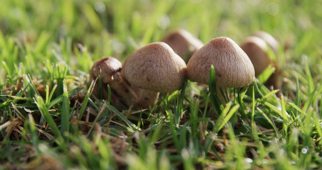 Macro view of cluster of mushrooms growing amidst green grass in natural setting. Great for illustrating nature, fungi growth, biological studies, and organic life. Useful for educational content, environmental awareness, and nature-themed projects.