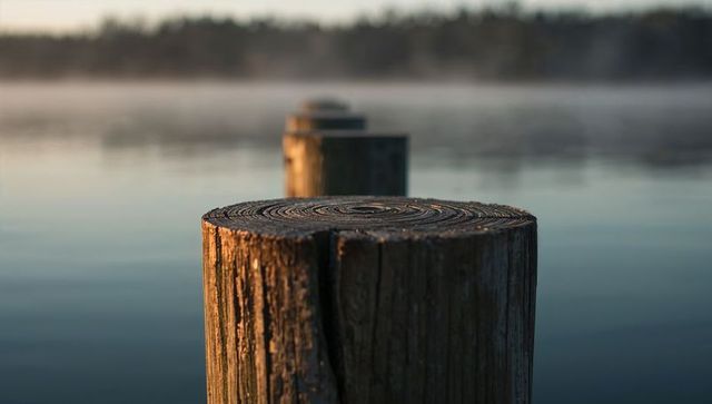 Weathered wooden piling showing growth rings at misty lakeside dock with receding posts