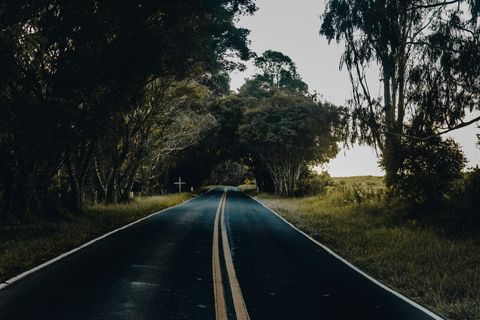 Scenic Road Surrounded by Dense Trees in Serene Countryside