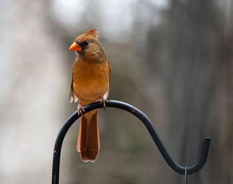 Female cardinal perching on metal hook in winter garden