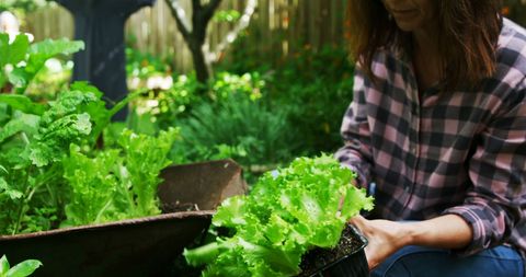 Caucasian Woman Gardening and Planting Lettuce Seedlings Outside