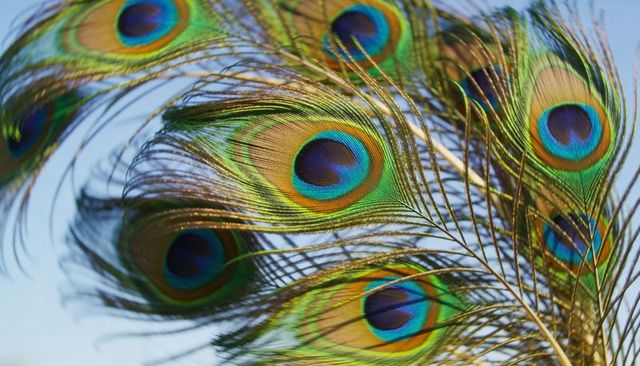 Iridescent peacock feather close-up showing vivid ocelli and metallic blue-green plumage