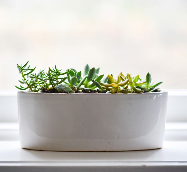 A minimalist arrangement of succulent plants in a sleek white pot placed on a window sill. Perfect for home decor, indoor gardening inspiration, and adding a touch of nature to living spaces. Ideal for blogs, websites, and promotional material related to home styling, gardening tips, or eco-friendly living.