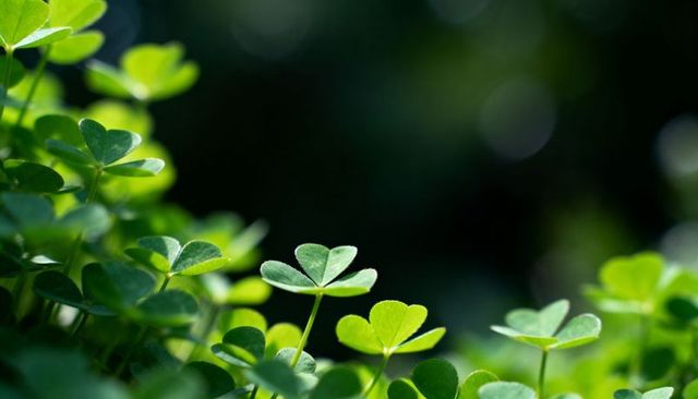 Backlit clover leaf glowing on thin stem with soft bokeh macro close-up green nature