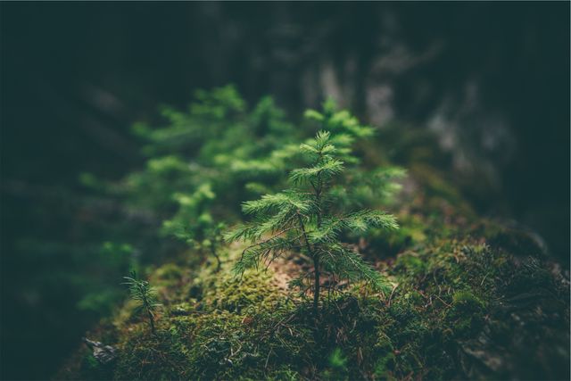 Serene Forest Scene with Young Evergreen Trees and Moss - Download Free Stock Photos Pikwizard.com