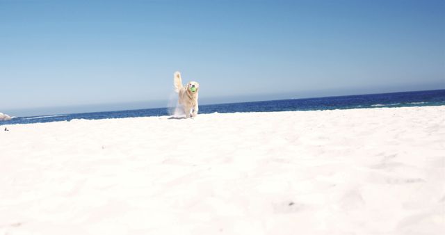 White cute dog running on white sandy beach by seaside against blue sky. Pet, summer and vacation concept.