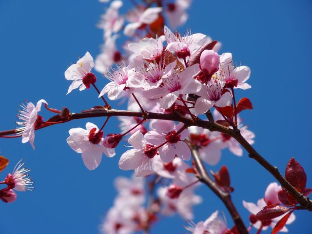 Photo of Cherry Blossom - Download Free Stock Photos Pikwizard.com
