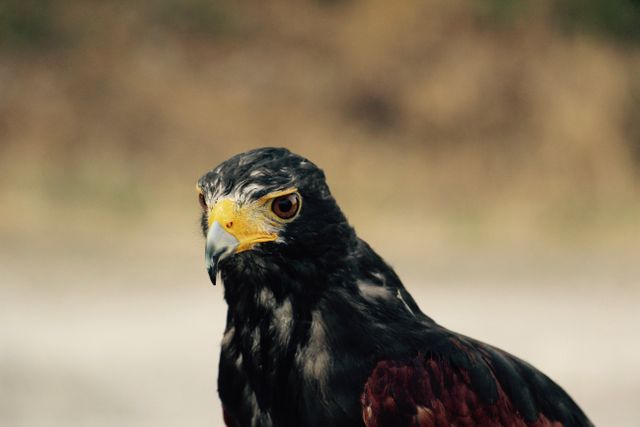 Harris' Hawk displaying an intense and focused gaze, ideal for use in wildlife conservation materials, educational presentations about birds of prey, and nature photography collections. Perfect for publications or websites discussing raptors or the ecosystem.