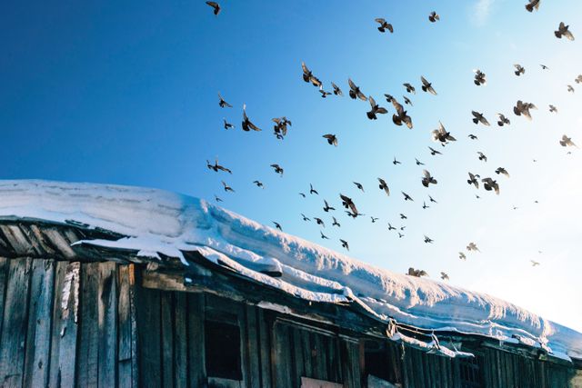 Flock of birds soaring over an old barn covered with a thick layer of snow, with a clear blue sky. Suitable for use in winter-themed projects, nature and wildlife presentations, and rural scenery. Ideal for travel blogs, educational materials, and seasonal advertising.