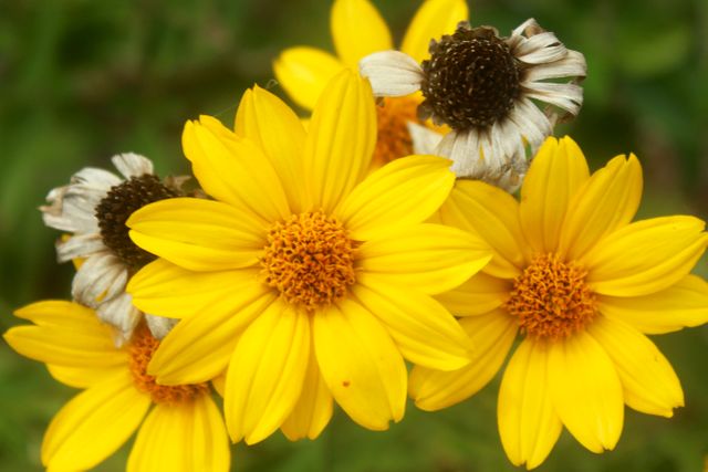 Close-up view of vibrant yellow daisies in full bloom with some wilted flowers against a green background. Great for images showcasing nature's beauty, gardening, or seasonal changes. Ideal for floral decorations, gardening blogs, or eco-friendly promotions.