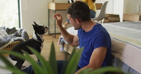 Man Engaging with Boston Terrier at Home in Cozy Bedroom