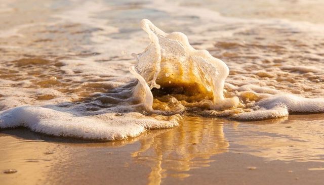Golden surf curl crashing onto wet reflective sand with frothy sea foam at sunrise