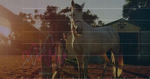 White horse standing in paddock with chart overlay at sunset rustic countryside