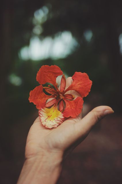 This image portrays a hand holding a vibrant red tropical flower against a lush, natural backdrop. Ideal for use in content related to nature, botany, floral beauty, tropical environments, natural products, and wellness marketing materials.