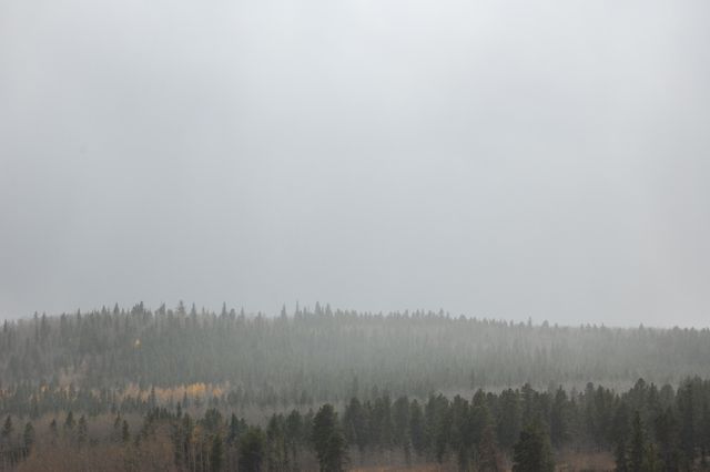 The image captures a misty coniferous forest under an overcast sky, creating a tranquil and somewhat gloomy atmosphere. The tall coniferous trees are partially hidden by fog, suggesting a serene, untouched wilderness. The subdued colors add to the calm and peaceful feeling. This type of image can be used for nature and landscape-themed content, promoting a serene and undisturbed environment, or as a background for quotes and inspirational messages.