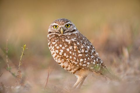 Burrowing owl gazing in natural habitat