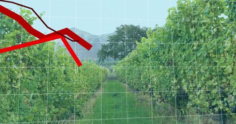 Declining graphs over vineyard signifying economic downturn
