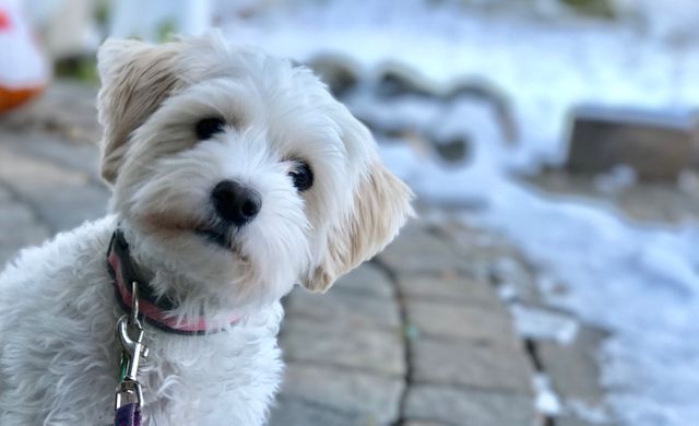 Small white dog looking curiously at camera while standing outdoors on winter day. Ideal for pet care promotions, animal rescue campaigns, or winter outdoor activities related content. Great for blogs, social media posts, and advertisements focusing on pet supplies or dogs.