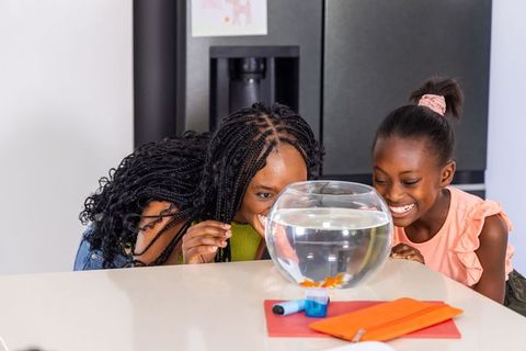 African american mother and daughter watching goldfish bowl on kitchen countertop