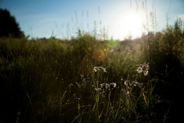 Morning sun shines behind wildflowers covered in dew in a calm, grassy meadow. Ideal for nature-themed projects, outdoor lifestyle promotions, environmental campaigns, and background images focusing on serenity and beauty of natural landscapes.