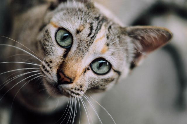Cat with green eyes and striped fur looking upwards, creating a cute and charming pet portrait. Ideal for use in pet care blogs, animal welfare campaigns, or product advertisements related to pets and pet care.