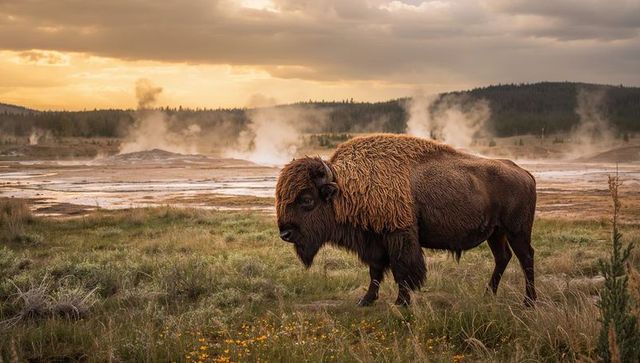 Grazing american bison on geothermal grassland at golden hour sunrise