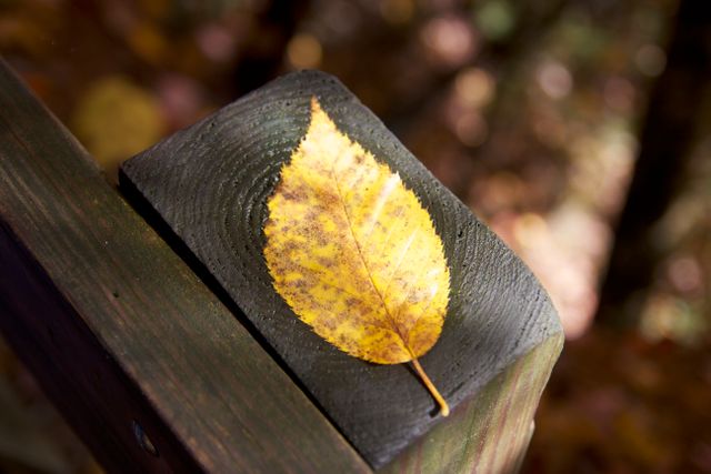 Yellow leaf resting on wooden railing capturing essence of autumn season. Great for themes of nature, fall, seasonal changes, or outdoor relaxation. Can be used in blogs, websites, magazines, or advertisements emphasizing beauty of autumn foliage or simplicity in nature.