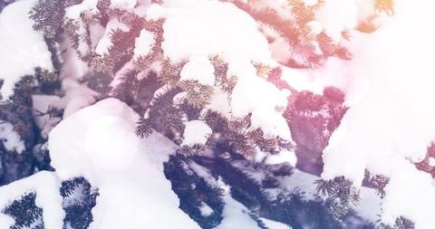 Winter Bliss with Glistening Snow and Gentle Light Flare - Download Free Stock Images Pikwizard.com