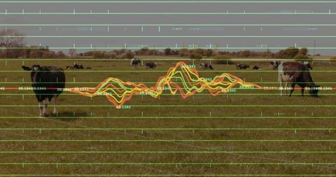 Dairy cows in field with data overlay on sustainable farming