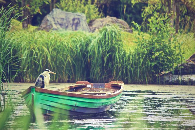 Heron is perched on edge of an old wooden boat floating in calm lake surrounded by lush greenery. This tranquil scene can be used for nature and wildlife projects, environmental campaigns, travel advertisements, and backgrounds focused on relaxation and serenity.