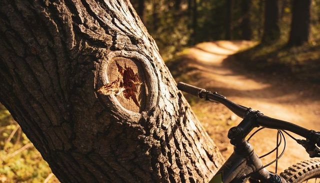 Sunlit scarred tree trunk with mountain bike handlebars on winding forest trail, closeup