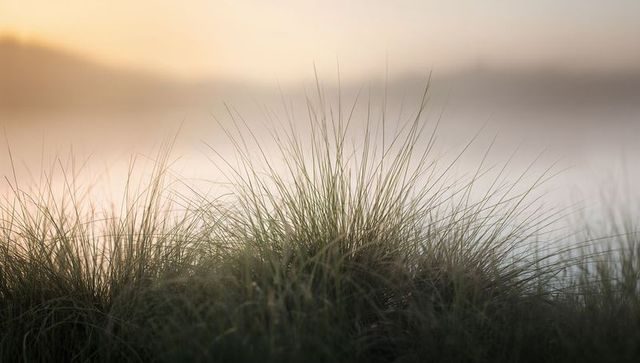 Golden backlit dune grass swaying on lakeshore at sunrise with soft haze and calm horizon