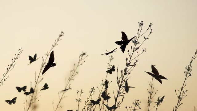 Silhouetted butterflies fluttering over wildflower stems at golden hour
