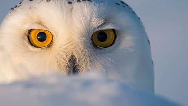 Snowy owl closeup staring with piercing yellow eyes over arctic snow mound