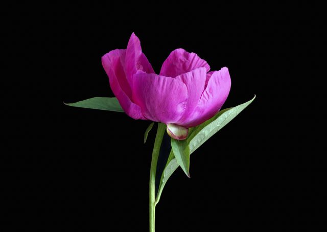 This isolated image of a vibrant pink peony against a black background conveys elegance and sophistication. The single flower with green leaves symbolizes nature's beauty and is ideal for use in floral design projects, botanical prints, wedding invitations, greeting cards, and interior decoration.