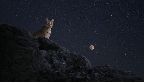 Tabby cat perching on rocky outcrop under starry night sky with moonlight glow