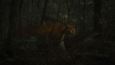 Lynx-like wildcat prowling dusk forest undergrowth with glowing eyes and ferns predator