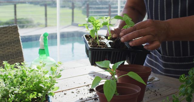 Mid section of african american senior woman transplanting plants at home. retirement senior lifestyle living in quarantine lockdown concept