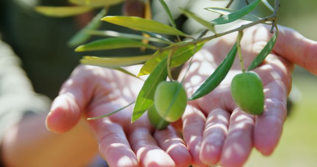 Hands are holding a branch with fresh green olives, indicating a scene of agriculture or olive harvesting, with copy space. Olive cultivation is essential in producing olive oil, a staple in Mediterranean cuisine.